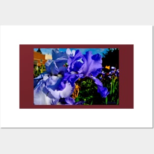 Blue Iris Posters and Art